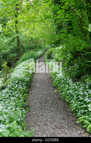 Allium Ursinum. Bärlauch in Blüte auf einem Wald Weg. Cotswolds, Wiltshire, England Stockfoto