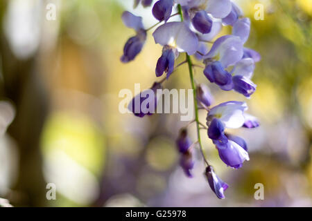 Wisteria (Glyzinien) Blume Nahaufnahme Stockfoto