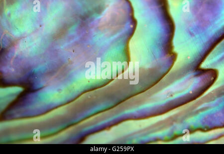 New Zealand Paua shell Stockfoto