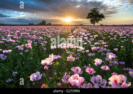 Feld von rosa Mohn (papaver somniferum) bei Sonnenaufgang in der Nähe von Blandford, Dorset, England, Großbritannien Stockfoto