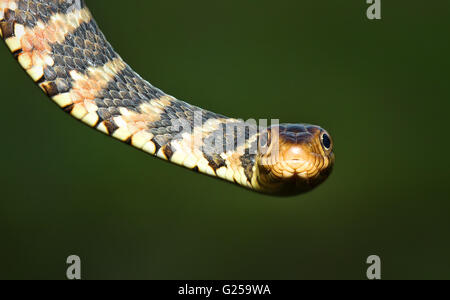 Porträt einer Florida-Schlange mit Streifen (Nerodia fasciata pictiventris), Florida, USA Stockfoto