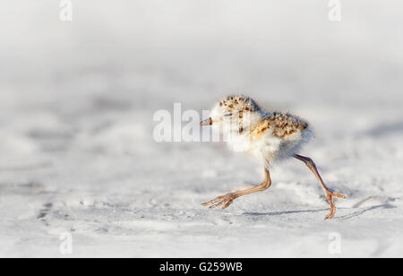 Schneepatzenschnecke (Charadrius nivosus), Florida, Vereinigte Staaten Stockfoto