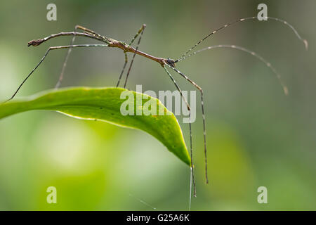 Stabheuschrecke (Phasmatidae) auf einem Blatt, Indonesien Stockfoto