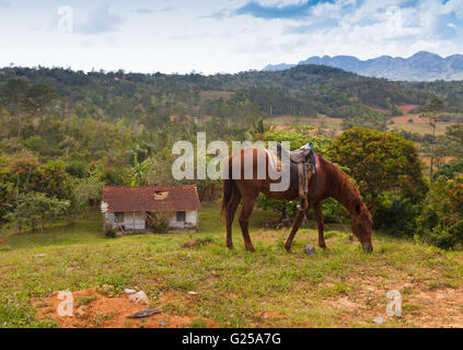 Grasende Pferde in Vinales, Pinar del Rio, Kuba Stockfoto