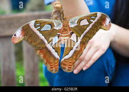 Giant Atlas Moth, Atlas des Attacus, über Kokon in der sensationellen Schmetterlingsausstellung, Natural History Museum, London, Großbritannien im April Stockfoto