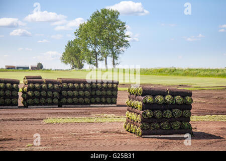 Ernte Rasen im Burscough, Lancashire, UK. Kommerziellen Anbau von Gras turves auf gepachteten Flächen als Rotations crop. Stockfoto