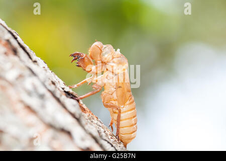 Schale der Zikade auf Baum Stockfoto