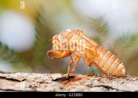 Schale der Zikade auf Baum Stockfoto