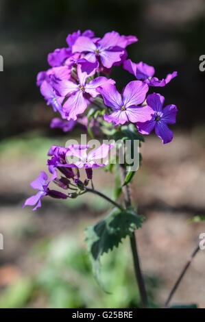 LUNARIA, Blume Bühne Ehrlichkeit oder Silberdollars Stockfoto