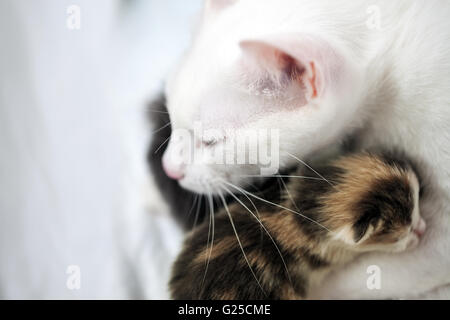 Katze und kleine Kätzchen. Porträt einer großen Katze. Schöne, liebevolle Beziehung, Fürsorge und Liebe. Stockfoto