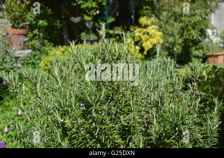 Kräuter - Rosmarin (Rosmarinus officinalis), allgemein bekannt als Rosmarin, ist ein holziges, mehrjähriges Kraut mit duftenden, immergrünen, nadelartigen Blättern Stockfoto