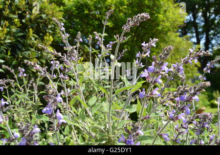Kräuter - SageSalvia Officinalis (Salbei, auch genannt Garten Salbei oder gemeinsame Salbei) ist eine mehrjährige, immergrüne Halbstrauch Stockfoto