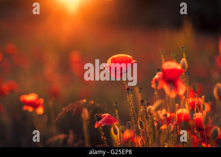 Landschaft mit schönen Sonnenuntergang über Mohnfeld Stockfoto