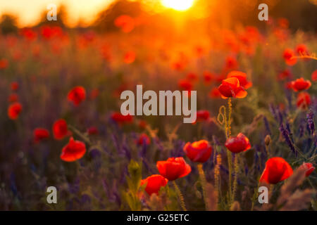 Landschaft mit schönen Sonnenuntergang über Mohnfeld Stockfoto