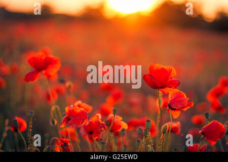 Landschaft mit schönen Sonnenuntergang über Mohnfeld Stockfoto