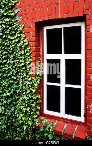 Haus aus roten Ziegeln, Detail mit weißen Fenster und grünen Efeu Pflanze Stockfoto