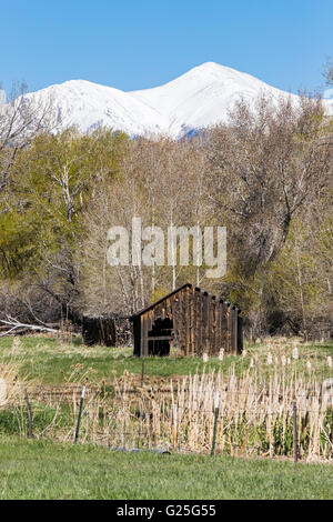 Altes Protokoll Schuppen auf der Weide; schneebedeckten Rocky Mountains hinaus; Zentralen Colorado; USA Stockfoto