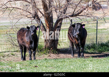 Rinder, Ranch Weide neben dem kleinen Berg Stadt Salida, Colorado, USA Stockfoto