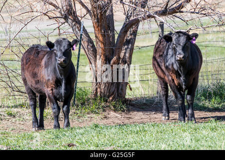 Rinder, Ranch Weide neben dem kleinen Berg Stadt Salida, Colorado, USA Stockfoto