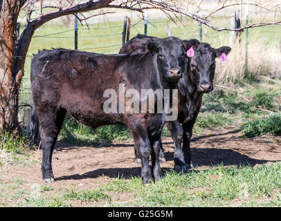 Rinder, Ranch Weide neben dem kleinen Berg Stadt Salida, Colorado, USA Stockfoto