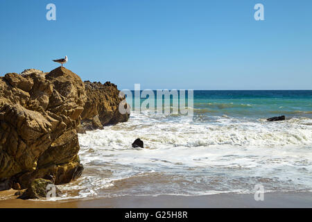 Möwe auf einem Felsen sitzen Stockfoto