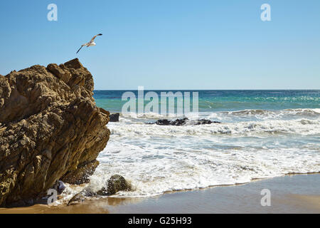 Möwen fliegen über die Klippe Stockfoto