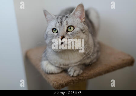 Britische Katze Whiskas Stockfoto