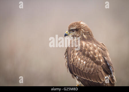 Eurasischer Bussard (Buteo Buteo) Porträt. Ivars See. Provinz Lleida. Katalonien. Spanien. Stockfoto