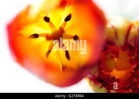 Aroma, Blume, frisch, offen, Reflexion, Stil leben, Frühling, Tulpen, Zusammensetzung, schön, Schönheit, Blüte, Blüte, Strauß, Stockfoto