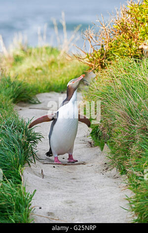 Yellow-eyed Pinguin (megadyptes antipodes) wandern, Dunedin, Otago, Südinsel, Neuseeland Stockfoto