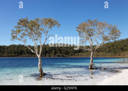 Zwei Bäume Niaouli, breitblättrigen leichte (Melaleuca Quinquenervia), Lake McKenzie, UNESCO-Weltkulturerbe, Fraser Island Stockfoto