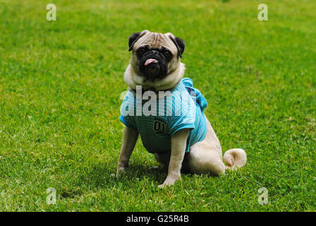 Süße Mops sitzt im hellen grünen Rasen Stockfoto