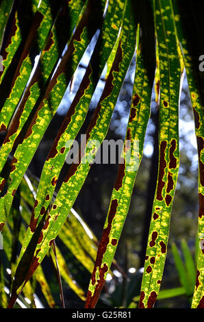 Hinterleuchtete gemusterten Cabbage Tree Palm Leaves (Livistona Australis) Stockfoto