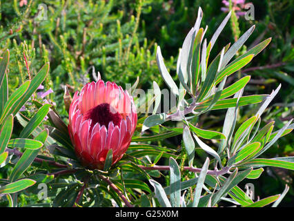 Rote und rosa Blüte Pf eine australische Protea Stockfoto