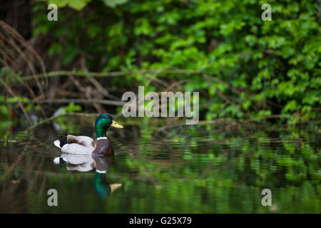 Stockente Stockfoto