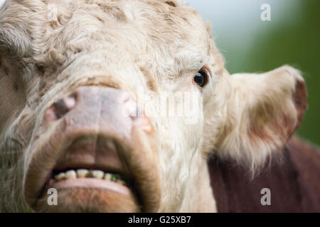 Hereford Bulle Stockfoto