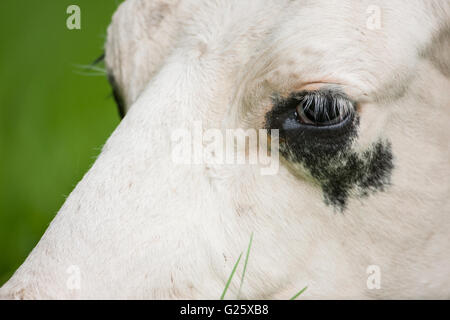 Holstein Fresian Kuh Stockfoto