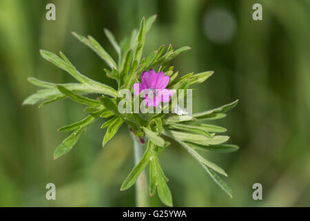 Geranium Dissectum, Cut-leaved des Krans-Bill, wächst auf sauren Heide, Reigate, Surrey, UK. Mai. Stockfoto