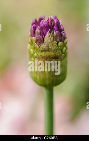 Allium Hollandicum Purple Sensation, niederländische Knoblauch Stockfoto