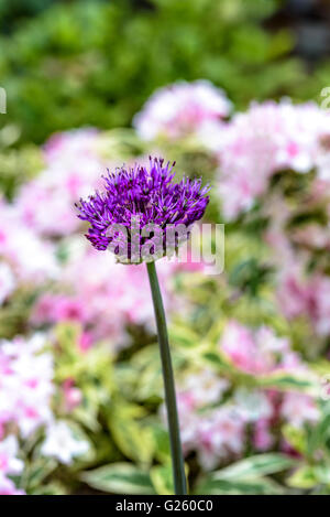 Allium Hollandicum Purple Sensation, niederländische Knoblauch Stockfoto