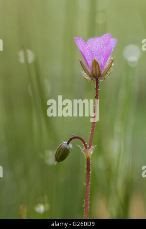 Blume des Redstem Filaree oder Redstem Storch Rechnung (Erodium Cicutarium) Stockfoto