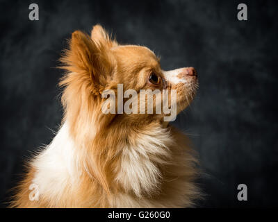 Charlie der langhaarige Chiwawa Stockfoto