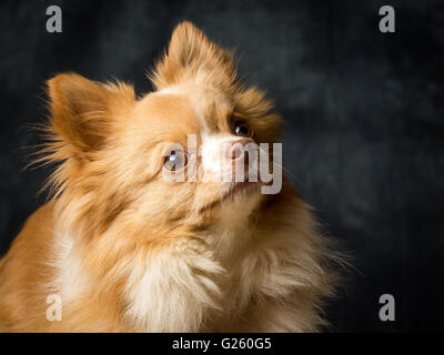 Charlie der langhaarige Chiwawa Stockfoto