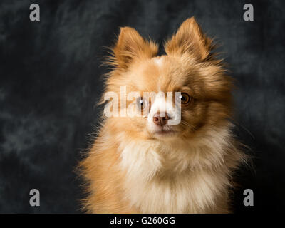 Charlie der langhaarige Chiwawa Stockfoto