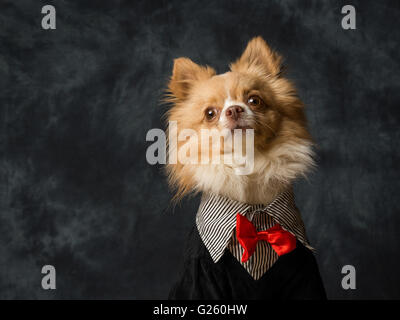 Charlie der langhaarige Chiwawa Stockfoto