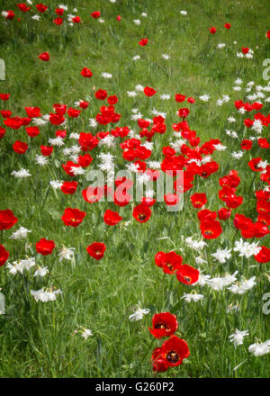 Tulpen und Narzissen im Rasen Stockfoto