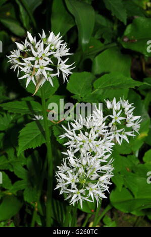 Allium Ursinum auch bekannt als wilder Knoblauch, Bärlauch, Stoffen, Holz Knoblauch und Bärlauch Stockfoto