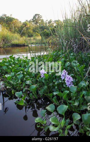 Invasive Pflanzen der Wasserhyazinthe auf Juniper Creek laufen, Ocala National Forest, FL Stockfoto