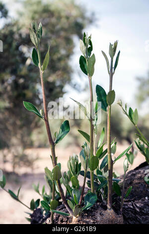 Olive Baumrinde mit Keimling, Jaen, Spanien Stockfoto