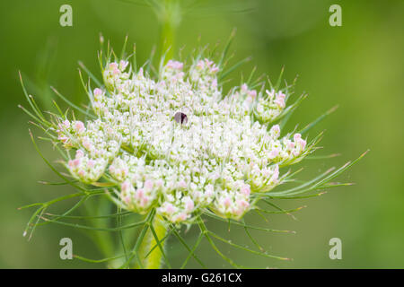 Queen Anne Lace oder Wilde Möhre Stockfoto